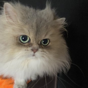 Keizercats Teddy Mâle British Longhair