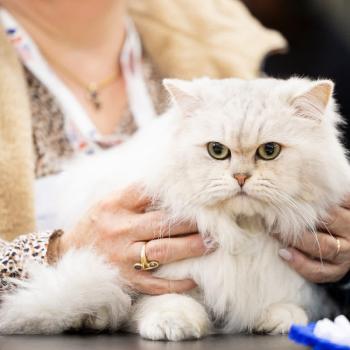 Toulouse des Rêves D’O Anna des rêves d'O Anna Mâle British Longhair