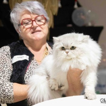 Voyou des rêves d'O Anna Mâle British Longhair