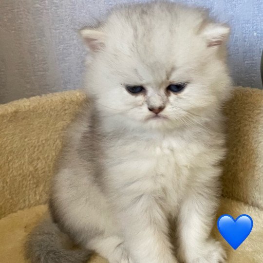 chaton British Longhair black silver shaded Vitalis chatterie des rêves d'O Anna black silver shaded