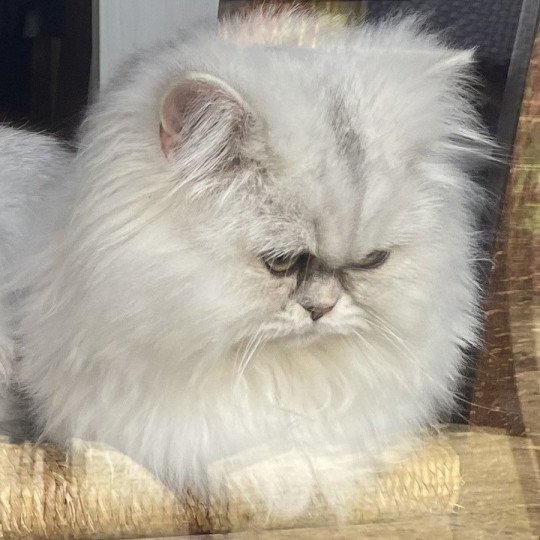 chaton British Longhair blue silver shaded Zeus chatterie des rêves d'O Anna blue silver shaded