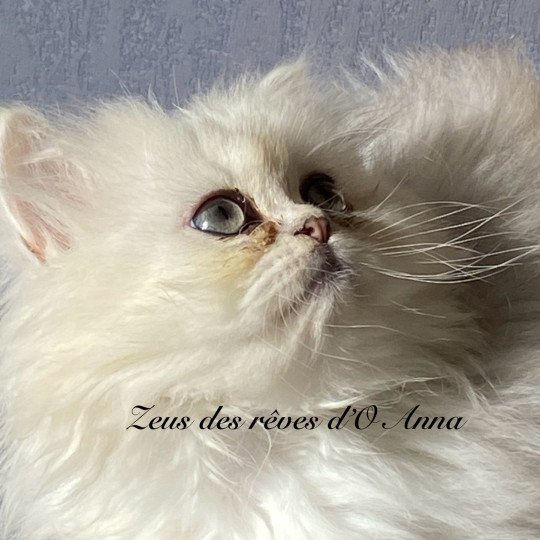 chaton British Longhair blue silver shaded Zeus chatterie des rêves d'O Anna blue silver shaded