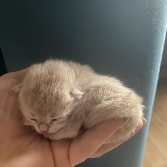 chaton British Shorthair chocolate copper golden shell Bentley chatterie des rêves d'O Anna chocolate copper golden shell