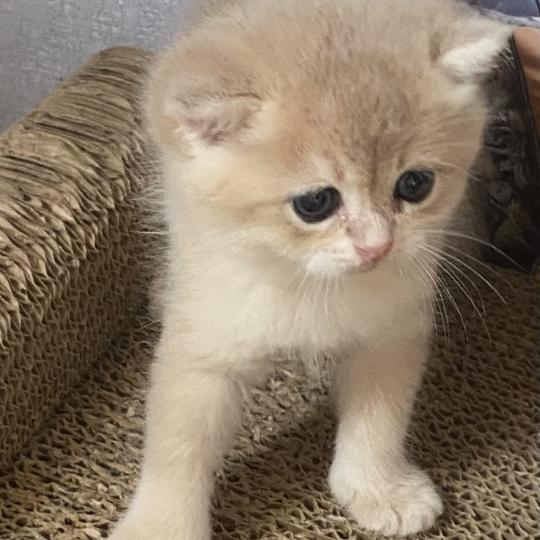 chaton British Shorthair chocolate copper golden shell Bentley chatterie des rêves d'O Anna chocolate copper golden shell