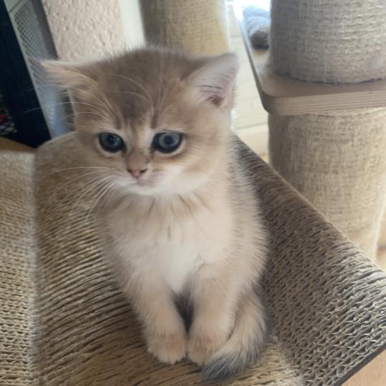 chaton British Shorthair chocolate copper golden shell Bentley chatterie des rêves d'O Anna chocolate copper golden shell