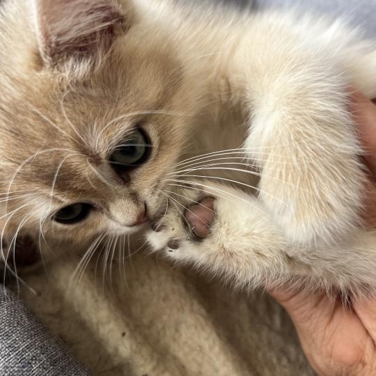 chaton British Shorthair chocolate copper golden shell Bentley chatterie des rêves d'O Anna chocolate copper golden shell