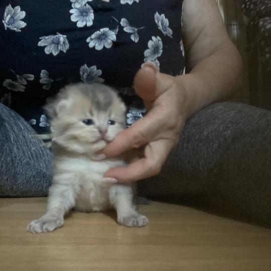 chaton British Shorthair blue golden ticked tabby Brad chatterie des rêves d'O Anna blue golden ticked tabby