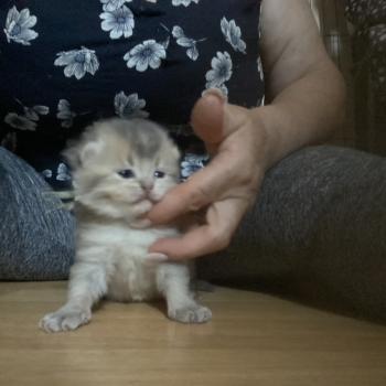 Bradley des rêves d'O Anna Mâle British Shorthair