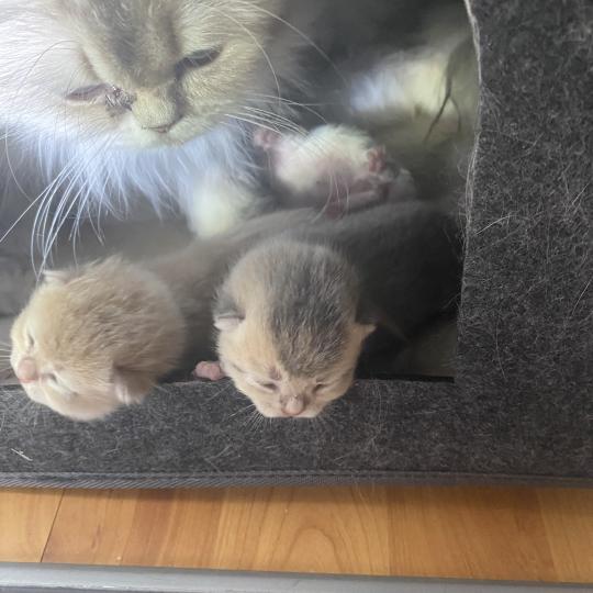 chaton British Shorthair blue golden ticked tabby Bradley chatterie des rêves d'O Anna blue golden ticked tabby