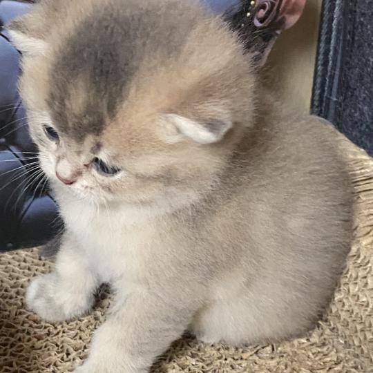 chaton British Shorthair blue golden ticked tabby Bradley chatterie des rêves d'O Anna blue golden ticked tabby