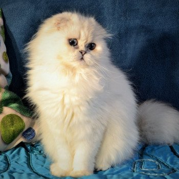 Tacha cristal d'écosse Femelle Highland Fold