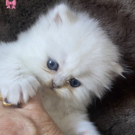 chaton Highland Straight black silver shaded Anouck chatterie des rêves d'O Anna black silver shaded