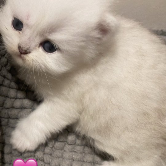 chaton Highland Straight black silver shaded Anouck chatterie des rêves d'O Anna black silver shaded