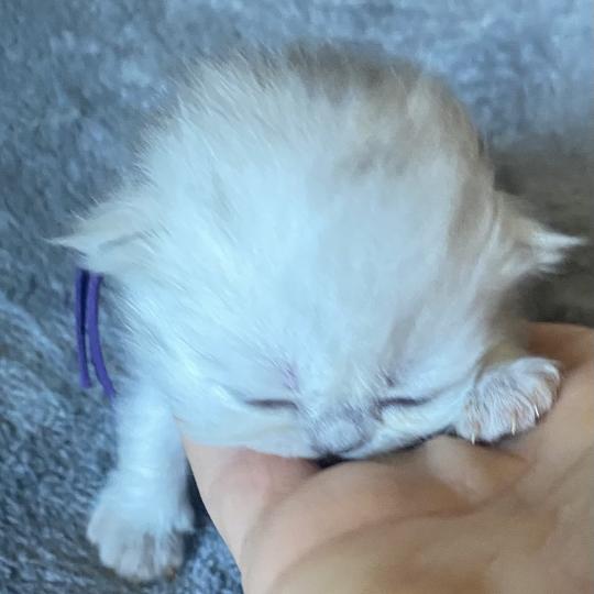 chaton Highland Straight black silver shaded Bella chatterie des rêves d'O Anna black silver shaded