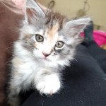 Umi De Ti Ar C’hizhier Femelle Maine coon Umi De Ti Ar C’hizhier Femelle Maine coon
