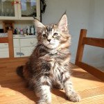 Unik De Ti Ar C’hizhier Femelle Maine coon Unik De Ti Ar C’hizhier Femelle Maine coon