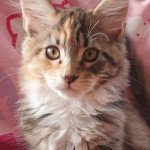Uzy De Ti Ar C’hizhier Femelle Maine coon Uzy De Ti Ar C’hizhier Femelle Maine coon