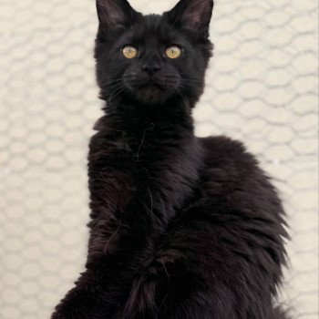 YOOKA Des joyaux d’Égypte Femelle Maine coon