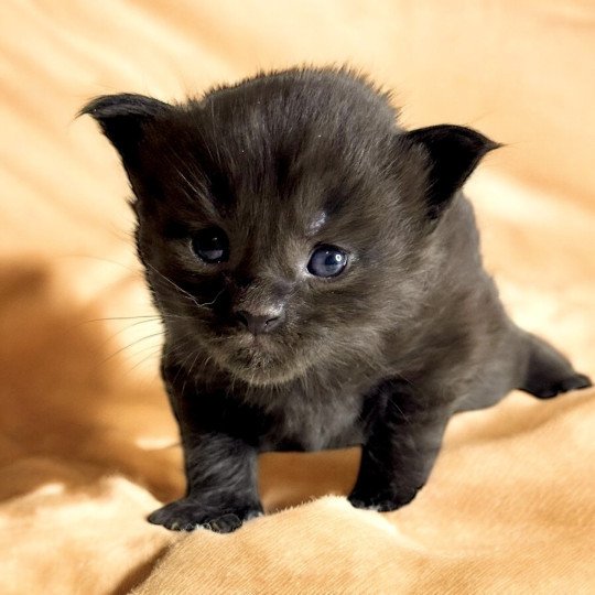 chaton Maine coon black Zelda Chatterie Des Joyaux d’Égypte black 