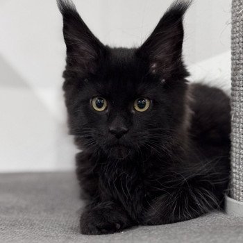 ZELDA Des joyaux d’Égypte Femelle Maine coon