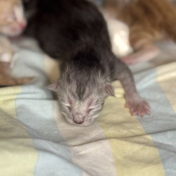 Akila Des joyaux d’Égypte Mâle Maine coon