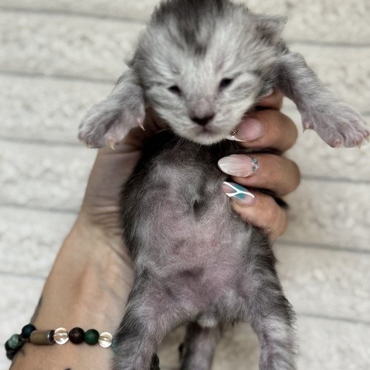 chaton Maine coon black silver blotched tabby Akila Chatterie Des Joyaux d’Égypte black silver blotched tabby