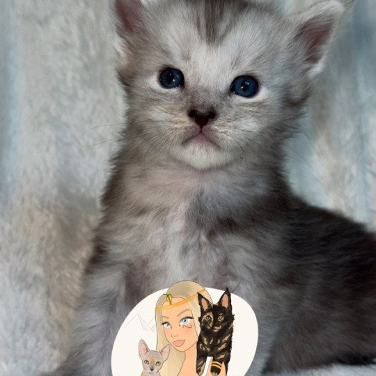 chaton Maine coon black silver blotched tabby Akila Chatterie Des Joyaux d’Égypte black silver blotched tabby