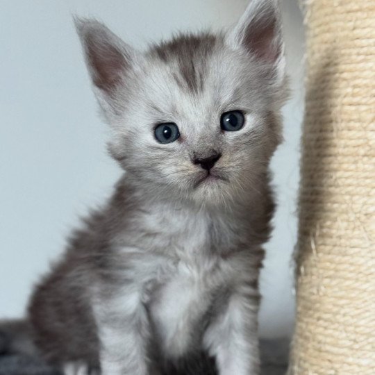 chaton Maine coon black silver blotched tabby Akila Chatterie Des Joyaux d’Égypte black silver blotched tabby