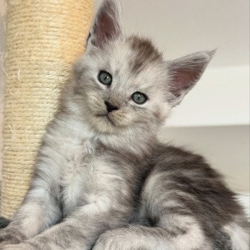Akila Des joyaux d’Égypte Mâle Maine coon