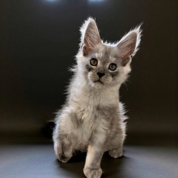 AKILA Des joyaux d’Égypte Mâle Maine coon