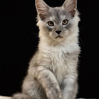 AKILA Des joyaux d’Égypte Mâle Maine coon