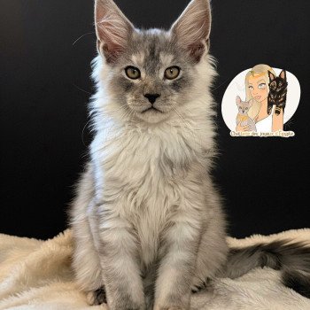 Akila Des joyaux d’Égypte Mâle Maine coon