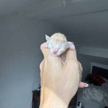 Adjan Des joyaux d’Égypte Mâle Maine coon