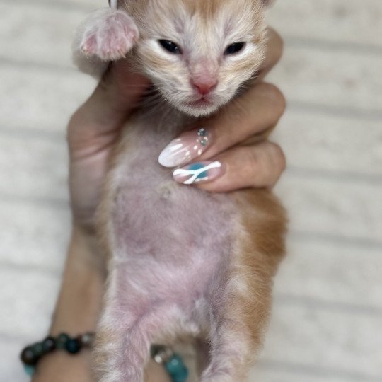 chaton Maine coon red silver blotched tabby Adjan Chatterie Des Joyaux d’Égypte red silver blotched tabby