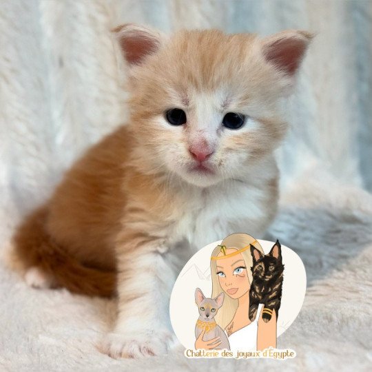 chaton Maine coon red silver blotched tabby Alpha Chatterie Des Joyaux d’Égypte red silver blotched tabby