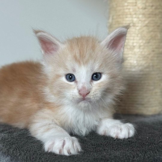 chaton Maine coon red silver blotched tabby Alpha Chatterie Des Joyaux d’Égypte red silver blotched tabby