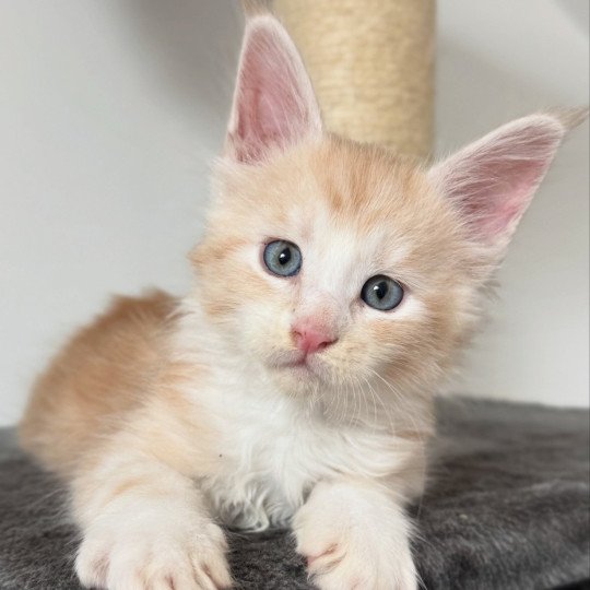 chaton Maine coon red silver blotched tabby Alpha Chatterie Des Joyaux d’Égypte red silver blotched tabby