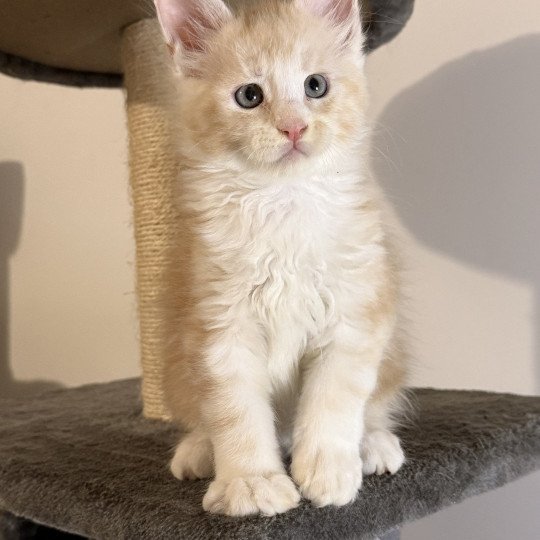 chaton Maine coon red silver blotched tabby Alpha Chatterie Des Joyaux d’Égypte red silver blotched tabby
