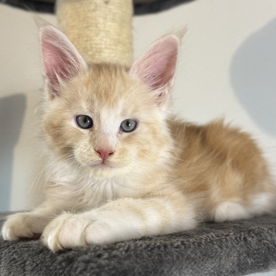 chaton Maine coon red silver blotched tabby Alpha Chatterie Des Joyaux d’Égypte red silver blotched tabby