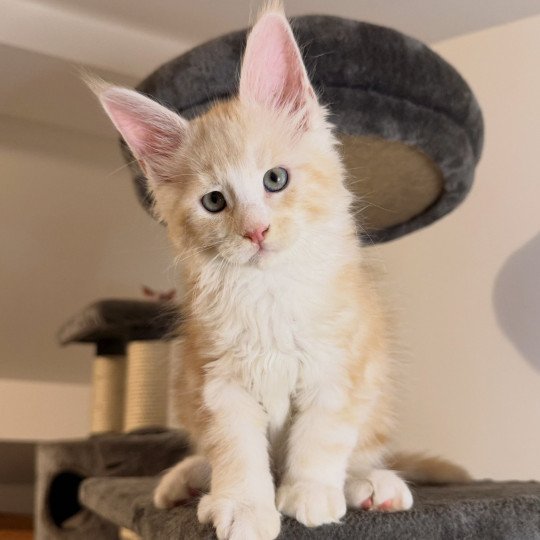 chaton Maine coon red silver blotched tabby Alpha Chatterie Des Joyaux d’Égypte red silver blotched tabby