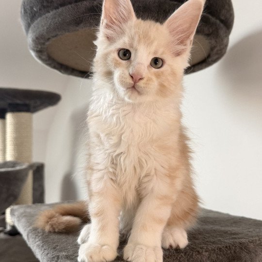 chaton Maine coon red silver blotched tabby Alpha Chatterie Des Joyaux d’Égypte red silver blotched tabby