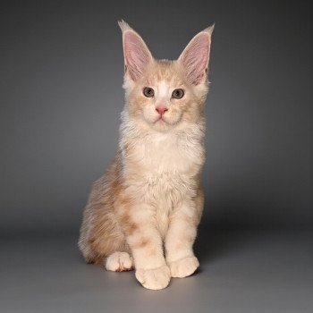 Alpha Des joyaux d’Égypte Mâle Maine coon