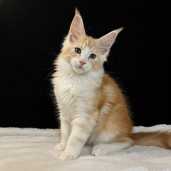 Alpha Des joyaux d’Égypte Mâle Maine coon