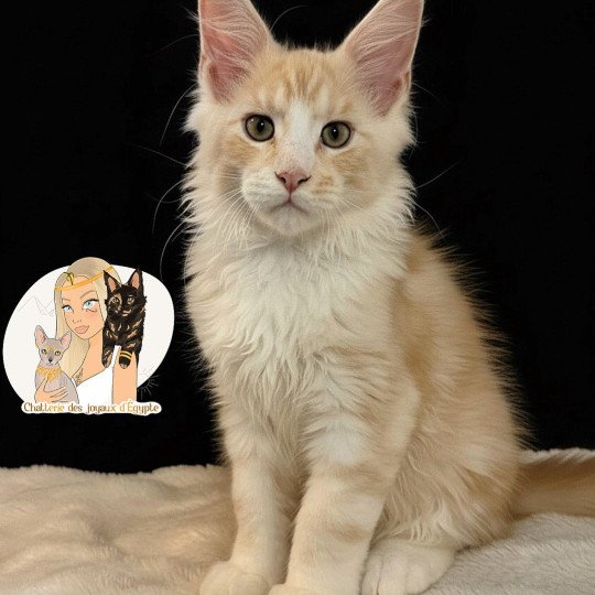 chaton Maine coon red silver blotched tabby Alpha Chatterie Des Joyaux d’Égypte red silver blotched tabby