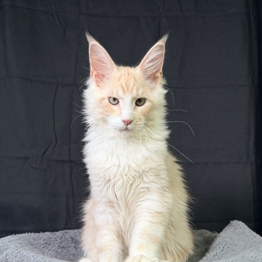 chaton Maine coon red silver blotched tabby ARÈS MC Chatterie Des Joyaux d’Égypte red silver blotched tabby