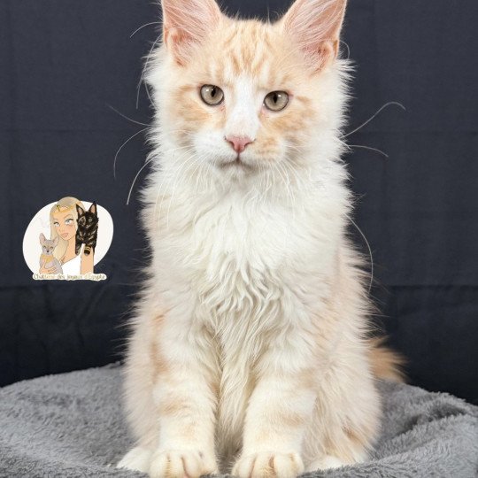 chaton Maine coon red silver blotched tabby ARÈS MC Chatterie Des Joyaux d’Égypte red silver blotched tabby
