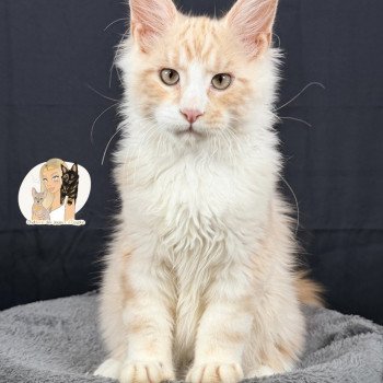 ARÈS MC Des joyaux d’Égypte Mâle Maine coon