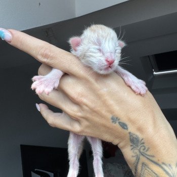 Alko Des joyaux d’Égypte Mâle Maine coon