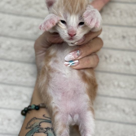 chaton Maine coon red silver blotched tabby Apache Chatterie Des Joyaux d’Égypte red silver blotched tabby
