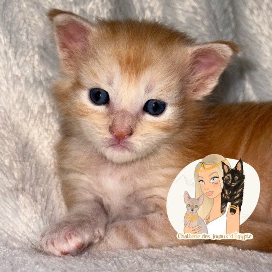 chaton Maine coon red silver blotched tabby Apache Chatterie Des Joyaux d’Égypte red silver blotched tabby
